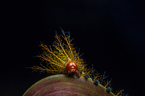 Red Faced Caterpillar