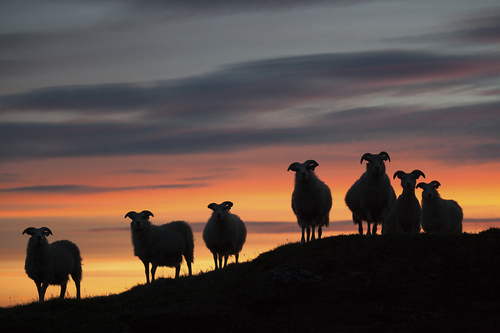 Sheeps in a Midsummernight