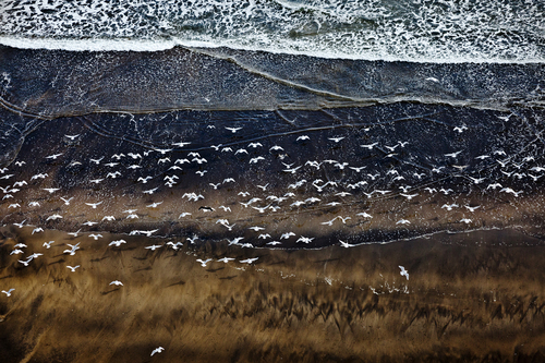 Seagulls at the coast