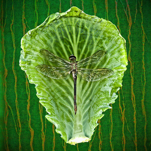 Dragonfly on Lettuce Leaf