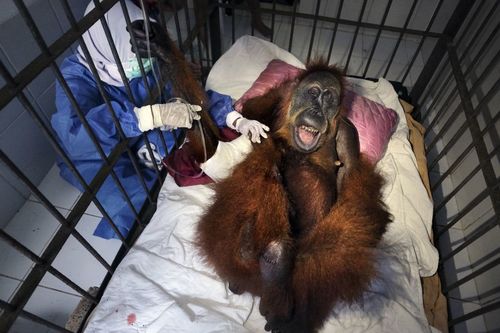 Saving Orangutans 4