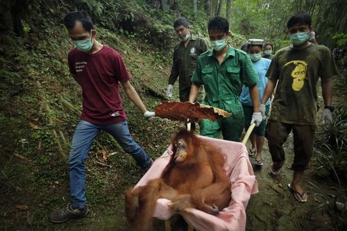 Saving Orangutans 9