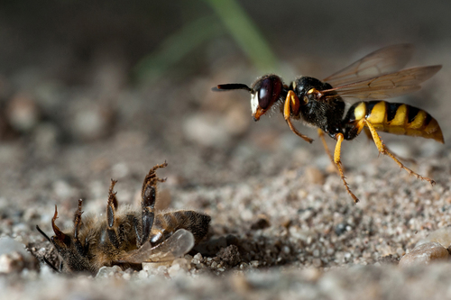 Beewolf - The Bee Killer Wasp