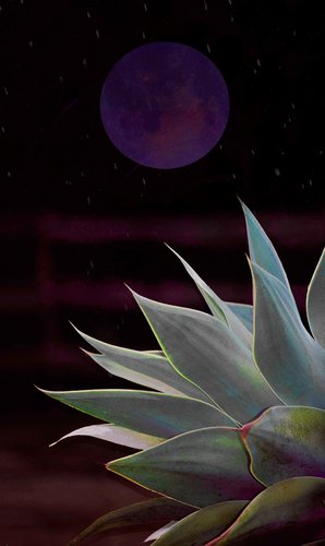 Blue Moon Over Agave