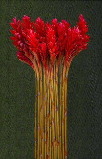 Red Ginger Color Awards Winners and Nominees