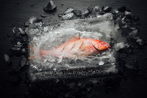 fish in ice