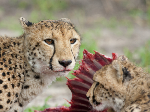 Cheetah Snack