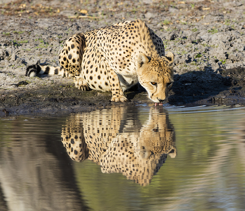 Cheetah Drinking
