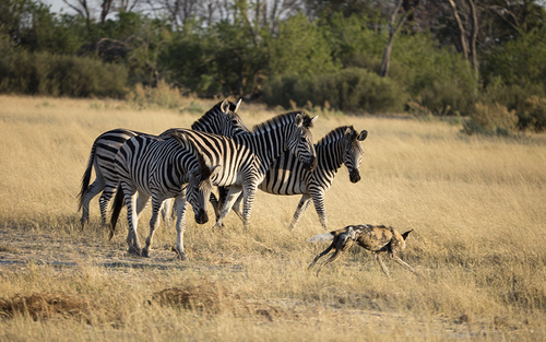 Zebra Herding