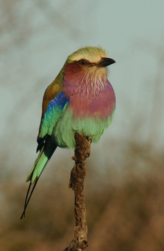 Lilac Breasted Roller Zambia
