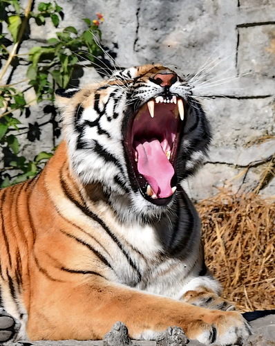 Aggresive Tiger