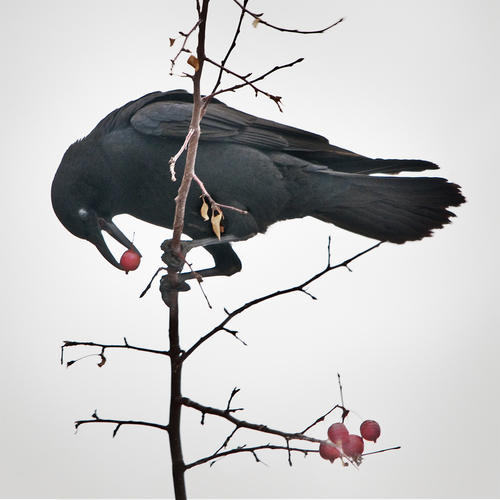 Crow With Berries