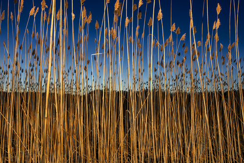 Reeds #3