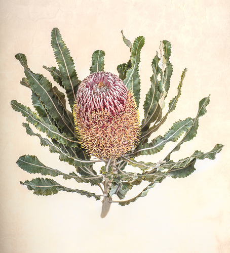Botanical Banksia