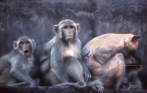Rhesus Macaques in Varanasi