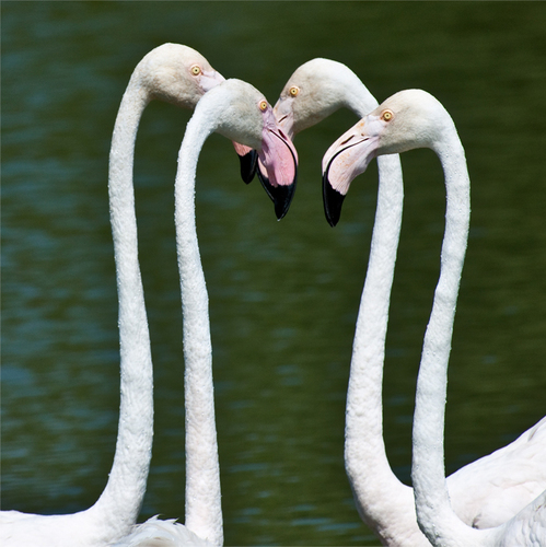 Flamingos chattering