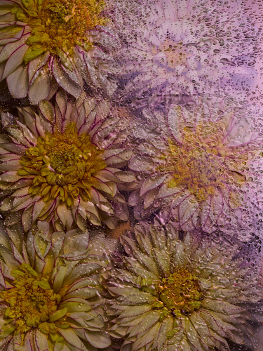 Chrysanthemum Window