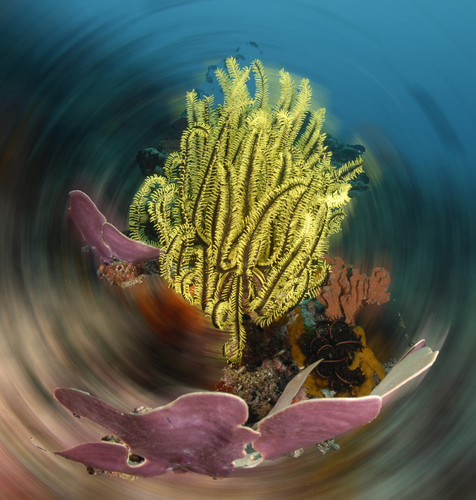 Spinning Reef