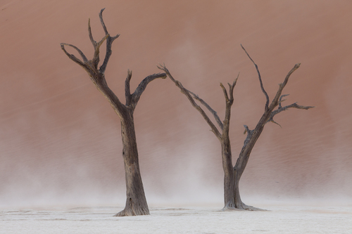 Old trees in the desert3