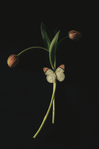 Tulip & Butterfly 1