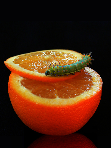 Spiked Orange