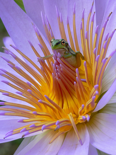 Frog on Tropical Lily