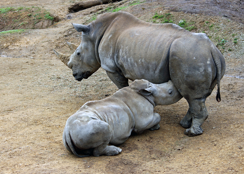 White Rhino with suckling young White Rhino with suckling young
