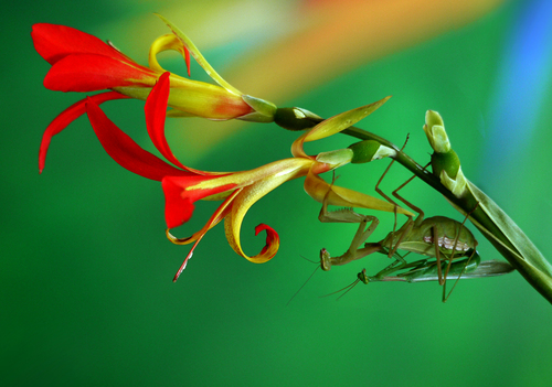 Mantis Mating