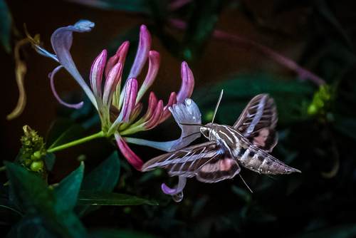 Magical Moth 