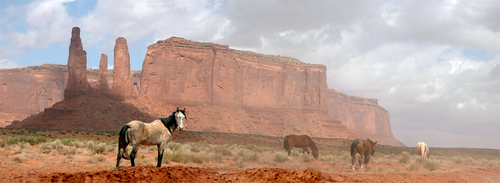 Mustangs Monument Valley