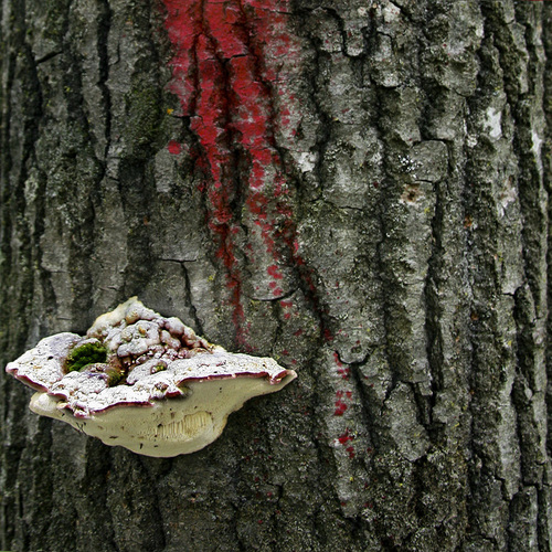 Tree Lichen