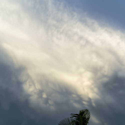 Palm with Clouds