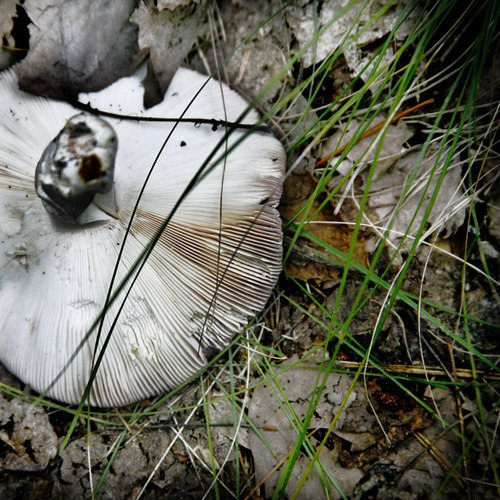 White Mushroom Upside Down