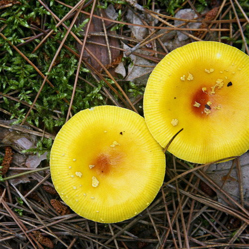 Two Yellow Mushrooms