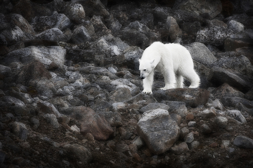 Polar Bear 08