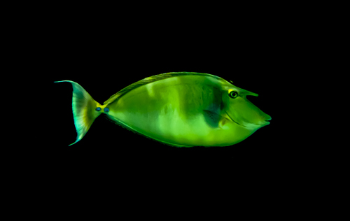 WAPSHOTT-GARRY-GREEN FISH