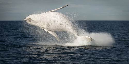 Humpback Whale Breaching Australia