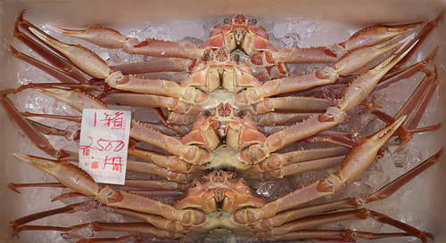 Tokyo Fish Market 2