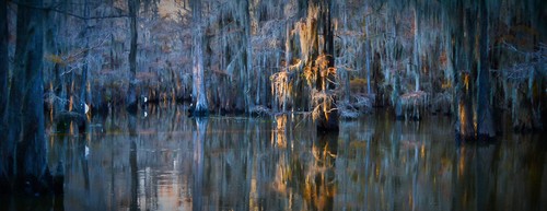 Mistic Forest in  Caddo Lake