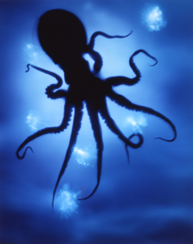Octopus Photogram, 2007 Unique Cibachrome