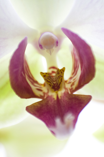 Inner Orchid