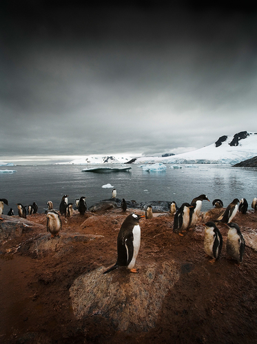 Gentoo Penguin Rookery. Peterman Island, Antarctica