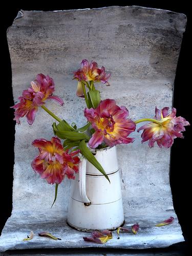 Blown Tulips_No2 with White Metal Jug