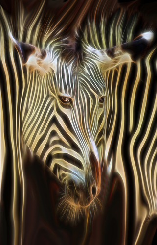 Zebra Illusions