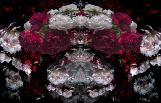Mystic Peonies II Color Awards Winners and Nominees