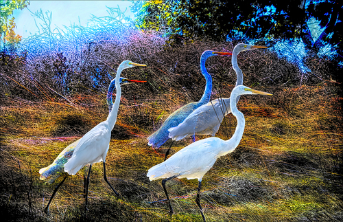 Egrets in the Grass