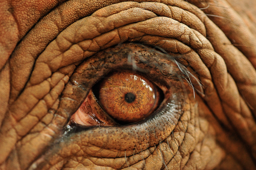 Asian Elephant Eye