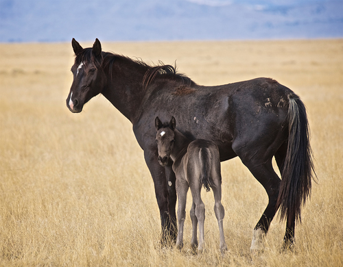 Utah Wild Horse Mare and Colt