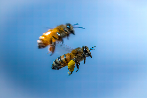 Honeybee Cleared To Land