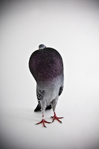 Darwin's Pigeons #4